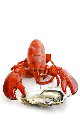 포토 JPG 해외이미지 접시 사람없음 굴 잡기 바닷가재 해산물 흰배경 집게발 해외202004 해외202105 해외포토 식기 백그라운드 모션 어패류 흰색 가재 파일형식