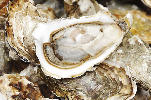 포토 JPG 해외이미지 식재료 실내 근접촬영 사람없음 아웃포커스 쌓기 굴 신선 해외202004 해외202105 해외포토 뷰포인트 모션 어패류 촬영기법 내부 파일형식