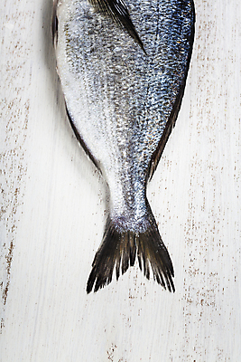 포토 JPG 해외이미지 식재료 실내 어류 사람없음 하이앵글 레몬 해산물 흰배경 해외202004 해외포토 뷰포인트 백그라운드 과일 내부 수중동물 흰색 파일형식