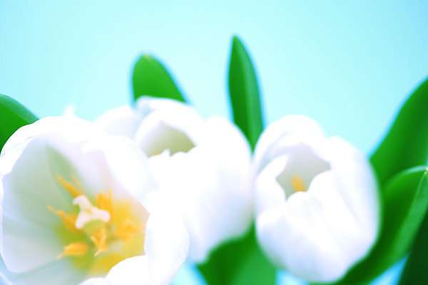 포토 JPG 해외이미지 식물 꽃잎 꽃 줄기 꽃다발 백그라운드 꽃무늬 전구 따뜻함 선물 사람없음 장식 여름 파란색 컬러풀 정원 검은색 놀람 봄 활발 젖음 튤립 벚꽃 흰색 개화 닫기 혼합 다발 배열 꽃집 꽃가루 고립 섞기 해외202004 해외202105 해외포토 계절 감정 컬러 컨셉 무늬 모션 표정 상점 가루 파일형식