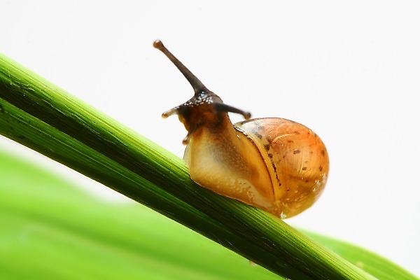 포토 JPG 해외이미지 잎 사람없음 잡초 기어가기 해외202004 해외202105 해외포토 식물 모션 파일형식