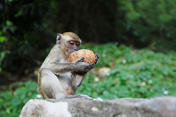 포토 JPG 해외이미지 음료 야생동물 태국 자연 사람없음 우유 원숭이 숲 코코넛 유인원 내추럴 해외202004 해외202105 해외포토 동물 아시아 과일 포유류 유제품 생태계 파일형식