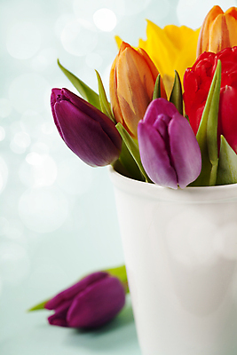 포토 JPG 해외이미지 사람없음 튤립 파란배경 해외202004 해외포토 꽃 백그라운드 파란색 파일형식