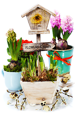 포토 JPG 해외이미지 화분 실내 사람없음 표지판 둥지 흰배경 원예 수선화 메추리알 프리뮬러 히아신스 해외202004 해외포토 꽃 백그라운드 알림판 취미 내부 알 흰색 파일형식