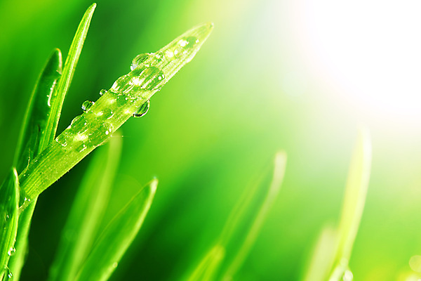 포토 JPG 해외이미지 식물 줄기 백그라운드 잎 자연 아침 잔디 사람없음 야외 장식 초록색 물 빛 햇빛 태양 반사 환경 정원 봄 젖음 성장 물방울 신선 투명 액체 칼날 떨어짐 이슬 빗방울 허브 순수 보케 내추럴 해외202004 해외202105 해외포토 주간 자연요소 계절 컬러 컨셉 비_날씨 생태계 파일형식