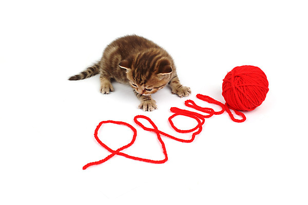 포토 JPG 해외이미지 동물 1 응시 남자 얼굴 백그라운드 오렌지 장난 공 포유류 자연 놀이 휴식 수염 털 사람없음 빨간색 초록색 반려동물 장난감 갈색 노란색 파티 머리 검은색 고양이 흰색 표현 닫기 작음 호기심 코 양모 고립 해외202004 해외202105 해외포토 시선 감정 컬러 컨셉 과일 모션 사람 이벤트 신체부위 직물 크기 생태계 파일형식