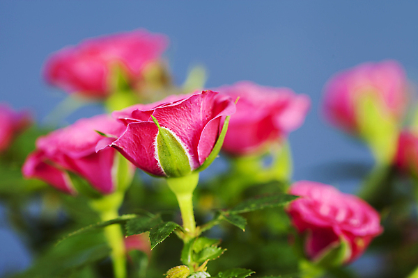 포토 JPG 해외이미지 잎 실내 사람없음 아웃포커스 장미 파란배경 해외202004 해외포토 식물 꽃 백그라운드 촬영기법 내부 파란색 파일형식