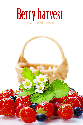 포토 JPG 해외이미지 잎 사람없음 바구니 블루베리 산딸기 해외202004 해외포토 식물 과일 파일형식