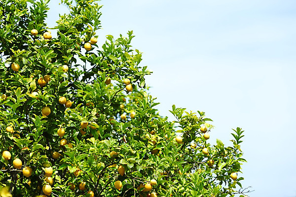 포토 JPG 해외이미지 나무 식물 음식 백그라운드 잎 밭 농업 과일 자연 귤 매달리기 건강 사람없음 초록색 물 농작물 햇빛 농장 노란색 우주 맑음 주스 수확 성장 나뭇가지 신선 소프트포커스 숲 다발 지중해 레몬 가득함 유기농 보케 라임 내추럴 블러 숙성 많음 카피스페이스 해외202004 해외202105 레몬나무 해외포토 자연요소 웰빙 산업 음료 바다 컬러 컨셉 모션 날씨 촬영기법 태양 공백 생태계 파일형식