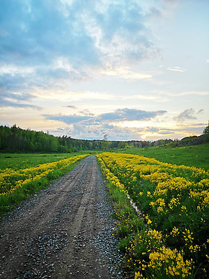 포토 JPG 해외이미지 나무 구름 계절 꽃 도로 길 모래 여행 백그라운드 밭 자연 하늘 아침 풍경 초원 사람없음 야외 목재 초록색 여름 파란색 빛 햇빛 노란색 일출 환경 일몰 봄 운전 자유 전원 시골 신선 저녁 숲 땅 먼지 장면 방법 선로 수평선 해외202004 해외202105 해외포토 주간 자연요소 식물 컬러 컨셉 농업 재료 교통시설 모션 태양 노을 전기에너지 야간 생태계 파일형식
