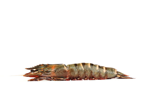 포토 JPG 해외이미지 새우 사람없음 신선 해산물 흰배경 해외202004 해외202105 해외포토 백그라운드 갑각류 흰색 파일형식