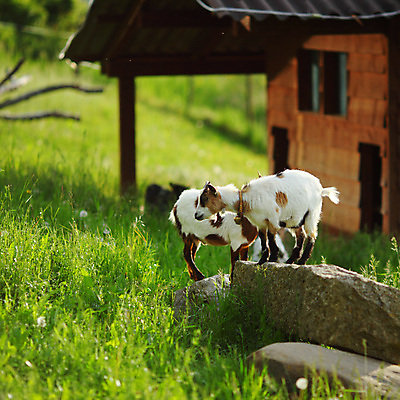 포토 JPG 해외이미지 동물 리본 얼굴 어린이 포즈 밭 농업 자연 염소 털 뿔 초원 사람없음 빨간색 초록색 여름 농장 농경지 머리 가축 흰색 시골 소 방목 모피 먹기 호기심 에코 귀 외양간 밭일 생태학 초식 해외202004 해외202105 해외포토 계절 교육 감정 산업 컬러 컨셉 포유류 모션 사람 신체부위 환경 축산업 생태계 파일형식