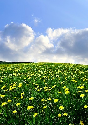 포토 JPG 해외이미지 식물 구름 계절 공원 꽃잎 꽃 행복 백그라운드 잎 꽃무늬 패턴 밭 농업 자연 벽지 하늘 풍경 초원 사람없음 야외 초록색 여름 파란색 컬러풀 태양 농장 노란색 우주 환경 정원 맑음 봄 벚꽃 흰색 시골 신선 닫기 민들레 장면 내추럴 해외202004 해외202105 해외포토 자연요소 공공시설 감정 산업 컬러 무늬 모션 날씨 생태계 파일형식