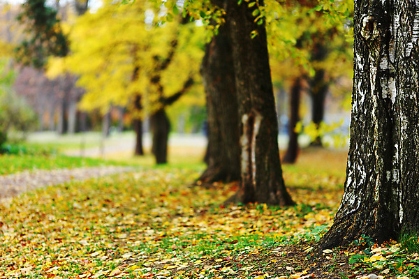 포토 JPG 해외이미지 나무 식물 계절 공원 길 줄기 단풍 잎 오렌지 자연 풍경 사람없음 야외 빨간색 초록색 컬러풀 노란색 평화 걷기 환경 하이킹 가을 나뭇가지 시골 황금 숲 11월 장면 10월 해외202004 해외202105 해외포토 공공시설 컬러 컨셉 과일 모션 레저 날짜 생태계 파일형식