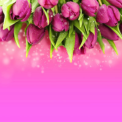 포토 JPG 해외이미지 꽃다발 실내 사람없음 튤립 물방울 빛망울 분홍색배경 해외202004 해외포토 꽃 분홍색 백그라운드 내부 빛 파일형식