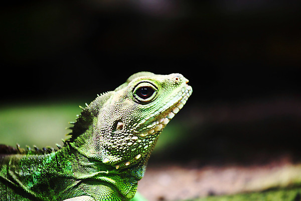 포토 JPG 해외이미지 동물 척추동물 야생동물 파충류 자연 사람없음 야외 사막 덩굴 척추 꼬리 도마뱀 사하라 낭비 숨김 보유 카멜레온 해외202004 해외202105 해외포토 식물 컨셉 아프리카 뼈 생태계 파일형식