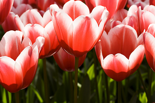 포토 JPG 해외이미지 주간 꽃밭 사람없음 야외 튤립 해외202004 해외포토 자연요소 꽃 파일형식