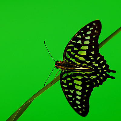 포토 JPG 해외이미지 식물 야생동물 나비 곤충 자연 생물 사람없음 내추럴 땅바닥 영원 해외202004 해외202105 해외포토 동물 바닥 생태계 파일형식