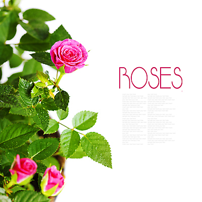 포토 JPG 해외이미지 잎 실내 사람없음 장미 물방울 흰배경 해외202004 해외포토 식물 꽃 백그라운드 내부 흰색 파일형식