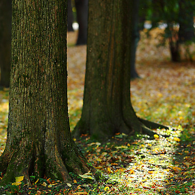 포토 JPG 해외이미지 나무 식물 계절 공원 꽃 도로 길 지구 줄기 잎 꽃무늬 오렌지 자연 하늘 추상 휴식 새로움 따뜻함 풍경 사람없음 야외 목재 빨간색 초록색 물 빛 세계 갈색 노란색 평화 가을 시골 황금 숲 신비 11월 땅 장면 10월 내추럴 해외202004 해외202105 해외포토 자연요소 공공시설 컬러 컨셉 무늬 과일 재료 교통시설 날짜 생태계 파일형식