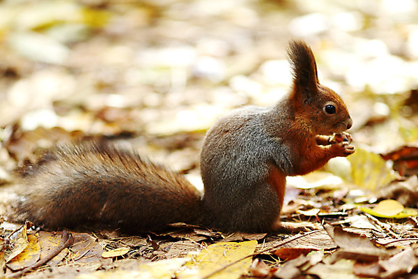 포토 JPG 해외이미지 나무 동물 1 응시 공원 야생동물 포즈 잎 겨울 오렌지 포유류 자연 벽지 털 앉기 사람없음 야외 목재 빨간색 초록색 여름 태양 갈색 우주 맑음 저녁식사 회색 가을 흰색 나뭇가지 뜨거움 설치류 숲 작음 먹기 꼬리 다람쥐 내추럴 해외202004 해외202105 해외포토 자연요소 식물 시선 계절 공공시설 컬러 과일 재료 모션 날씨 식사 크기 생태계 파일형식