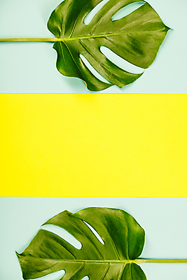 포토 JPG 해외이미지 실내 사람없음 파란배경 노란배경 몬스테라 카피스페이스 해외202004 해외포토 식물 백그라운드 내부 파란색 노란색 공백 파일형식