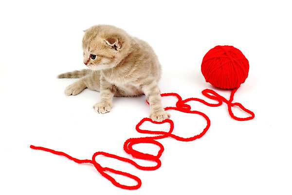 포토 JPG 해외이미지 동물 1 응시 남자 행복 얼굴 백그라운드 오렌지 장난 공 포유류 자연 놀이 휴식 수염 털 사람없음 빨간색 초록색 반려동물 장난감 갈색 노란색 파티 머리 검은색 고양이 흰색 표현 닫기 작음 호기심 코 양모 고립 해외202004 해외202105 해외포토 시선 감정 컬러 컨셉 과일 모션 사람 이벤트 신체부위 직물 크기 생태계 파일형식