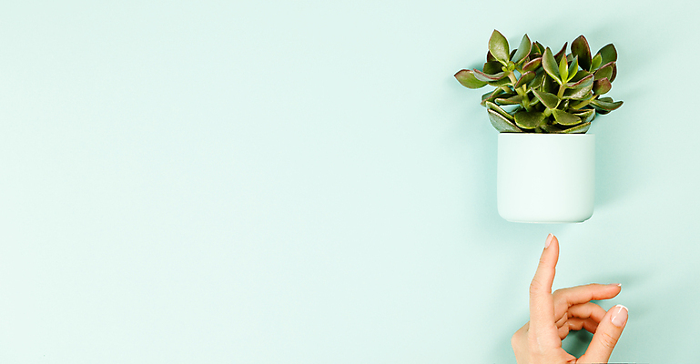 포토 JPG 해외이미지 손 화분 실내 신체부위 하이앵글 가리킴 다육식물 카피스페이스 민트색배경 해외202004 해외포토 식물 뷰포인트 백그라운드 사람 손짓 내부 공백 민트색 파일형식