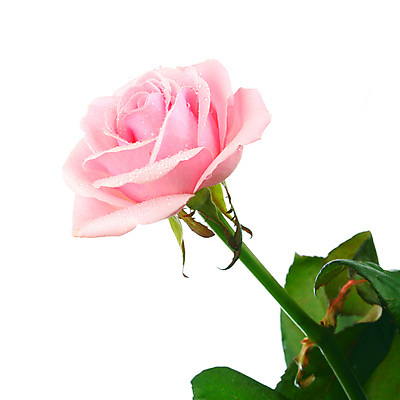 포토 JPG 해외이미지 식물 기념일 꽃잎 꽃 줄기 분홍색 꽃다발 백그라운드 컨셉 잎 꽃무늬 패턴 데이트 자연 휴가 발렌타인데이 건강 선물 사랑 사람없음 장식 빨간색 초록색 장미 낭만 벚꽃 흰색 축하 신선 신용카드 유혹 심볼 싱글 질감 열정 내추럴 고립 완전 해외202004 해외202105 해외포토 감정 컬러 무늬 데이이벤트 이벤트 금융 생태계 파일형식