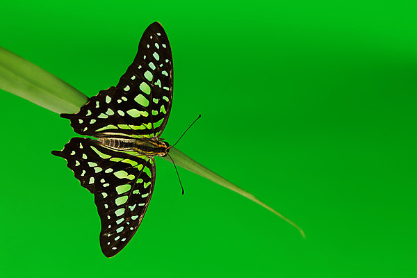 포토 JPG 해외이미지 식물 야생동물 나비 곤충 자연 생물 사람없음 내추럴 땅바닥 영원 해외202004 해외202105 해외포토 동물 바닥 생태계 파일형식