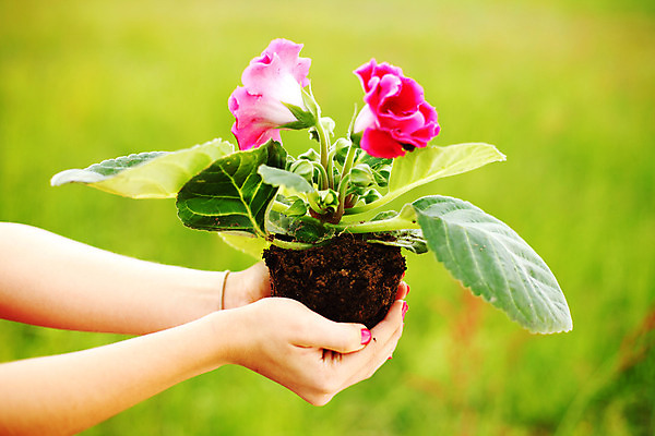 포토 JPG 해외이미지 나무 식물 손 디자인 꽃 지구 백그라운드 잎 자연 새로움 동양인 취미 사람없음 목재 장식 초록색 컬러풀 일본 검은색 흙 미니어처 자유 성장 흰색 나뭇가지 냄비 작음 컨테이너 원예 뿌리 상록수 망사 리빙 분재 미니 옛날 해외202004 해외202105 해외포토 산업 아시아 컬러 컨셉 재료 인종 신체부위 모형 직물 솥 크기 생태계 파일형식