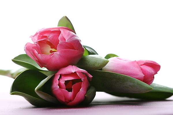 포토 JPG 해외이미지 식물 계절 꽃잎 꽃 리본 줄기 분홍색 꽃다발 백그라운드 잎 꽃무늬 자연 휴가 부활절 3 선물 이벤트 사람없음 장식 빨간색 초록색 파란색 컬러풀 노란색 봄 튤립 벚꽃 흰색 축하 신선 개화 4월 다발 심볼 내추럴 고립 해외202004 해외202105 해외포토 기념일 컬러 컨셉 무늬 날짜 생태계 파일형식