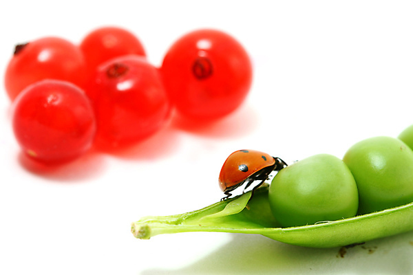 포토 JPG 해외이미지 식물 열매 곤충 과일 자연 사람없음 벌레 작음 완두콩 무당벌레 해외202004 해외202105 해외포토 동물 콩 크기 생태계 파일형식