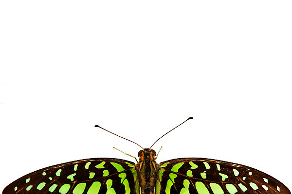 포토 JPG 해외이미지 나비 곤충 자연 사람없음 내추럴 해외202004 해외202105 해외포토 동물 생태계 파일형식