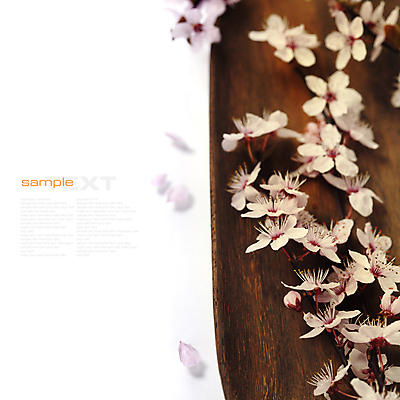 포토 JPG 해외이미지 꽃잎 봄꽃 실내 타이포그라피 사람없음 벚꽃 흰배경 나무바닥 카피스페이스 해외202004 해외포토 문자 꽃 백그라운드 바닥 내부 봄 공백 흰색 파일형식