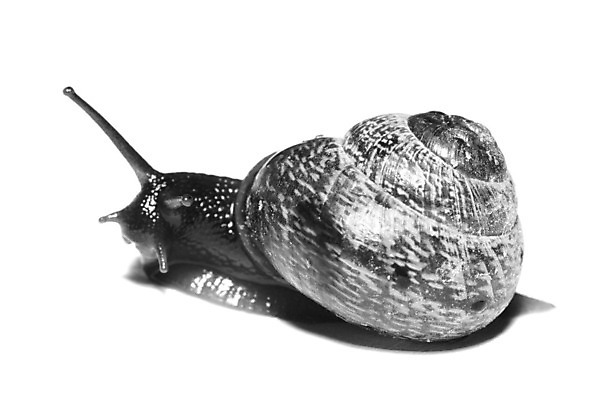 포토 JPG 해외이미지 동물 1 야생동물 음식 컨셉 자연 탁자 요리 사람없음 야외 농장 정원 식사 저녁식사 껍질 흰색 닫기 벌레 미끄러짐 속도 덮기 느림 기어가기 고립 민달팽이 혼자 끈적임 해외202004 해외202105 해외포토 컬러 가구 곤충 농업 모션 생태계 파일형식 달팽이_동물