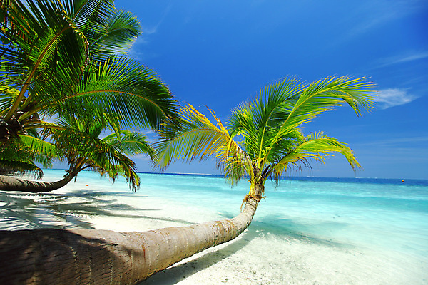 포토 JPG 해외이미지 나무 식물 구름 모래 파도 바다 섬 여행 백그라운드 잎 자연 하늘 휴가 휴식 손바닥 풍경 사람없음 야외 물 여름 파란색 태양 맑음 낭만 흰색 전원 만 휴양지 석호 몰디브 이국적 터키석 파라다이스 수평선 해외202004 해외202105 해외포토 자연요소 손 계절 아시아 컬러 컨셉 날씨 장소 전기에너지 보석 생태계 파일형식