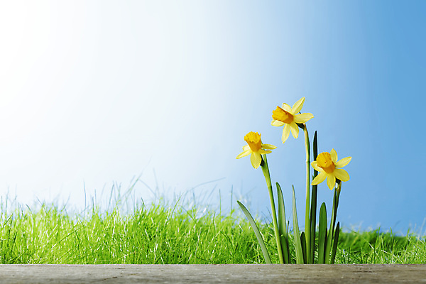 포토 JPG 해외이미지 식물 꽃잎 꽃 꽃다발 백그라운드 꽃무늬 밭 자연 하늘 부활절 사람없음 초록색 노란색 맑음 봄 벚꽃 개화 수선화 내추럴 카피스페이스 해외202004 해외202105 해외포토 계절 기념일 컬러 무늬 농업 날씨 공백 생태계 파일형식