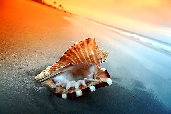 포토 JPG 해외이미지 동물 모래 파도 바다 섬 여행 백그라운드 컨셉 자연 하늘 휴가 조개 휴식 멕시코 손바닥 풍경 사람없음 초록색 물 여름 컬러풀 여행객 일몰 껍질 흰색 만 서핑 산호 휴양지 석호 내추럴 완벽 이국적 파라다이스 해외202004 해외202105 해외포토 자연요소 손 계절 컬러 북아메리카 어패류 사람 노을 장소 수상스포츠 자포동물 생태계 파일형식