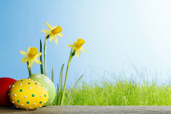 포토 JPG 해외이미지 꽃 백그라운드 밭 자연 하늘 부활절 잔디 사람없음 장식 초록색 파란색 컬러풀 노란색 계란 봄 축하 신선 그리기 수선화 카피스페이스 해외202004 해외202105 해외포토 식물 계절 기념일 컬러 컨셉 농업 모션 알 공백 생태계 파일형식