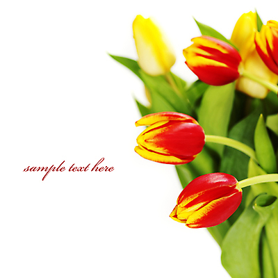 포토 JPG 해외이미지 꽃다발 실내 타이포그라피 사람없음 튤립 흰배경 카피스페이스 해외202004 해외포토 문자 꽃 백그라운드 내부 공백 흰색 파일형식