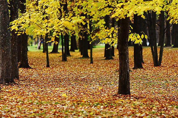 포토 JPG 해외이미지 나무 식물 계절 공원 길 줄기 단풍 잎 오렌지 자연 풍경 사람없음 야외 빨간색 초록색 컬러풀 노란색 평화 걷기 환경 하이킹 가을 나뭇가지 시골 황금 숲 11월 장면 10월 해외202004 해외202105 해외포토 공공시설 컬러 컨셉 과일 모션 레저 날짜 생태계 파일형식