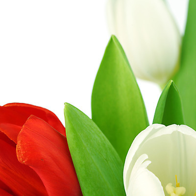 포토 JPG 해외이미지 식물 기념일 꽃잎 꽃 줄기 꽃다발 백그라운드 컨셉 꽃무늬 자연 휴가 부활절 기념 발렌타인데이 선물 사랑 사람없음 장식 빨간색 초록색 컬러풀 노란색 우주 봄 낭만 튤립 벚꽃 축하 인사 신선 신용카드 클래식 우아함 다발 배열 꽃집 묘사 내추럴 고립 칭찬 해외202004 해외202105 해외포토 계절 감정 컬러 무늬 데이이벤트 이벤트 금융 상점 예절 생태계 파일형식