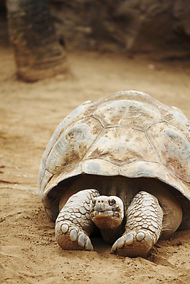 포토 JPG 해외이미지 동물 야생동물 섬 여행 파충류 아프리카 자연 열대 양서류 사람없음 야외 갈색 걷기 맑음 힘 껍질 주름 거북이 승차 숲 큼 땅 피부 시력 갈라파고스 무거움 세이셸 느림 거인 남쪽 갑옷 내추럴 모리셔스 옛날 이국적 해외202004 해외202105 해외포토 나라 컬러 모션 날씨 신체부위 무게 보호장비 크기 방향 생태계 에콰도르 파일형식
