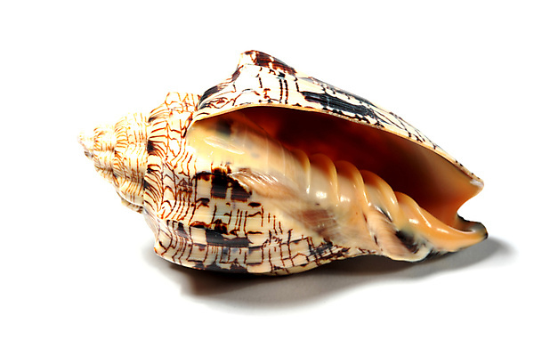 포토 JPG 해외이미지 동물 디자인 야생동물 바다 여행 백그라운드 컨셉 패턴 자연 추상 조개 생물 연체동물 나선형 사람없음 장식 컬러풀 환경 침묵 껍질 흰색 황금 산호 자르기 묘사 오브젝트 싱글 기념품 내추럴 고립 생태학 앵무조개 이국적 해외202004 해외202105 해외포토 교육 컬러 무늬 모션 어패류 무척추동물 소리 자포동물 생태계 파일형식