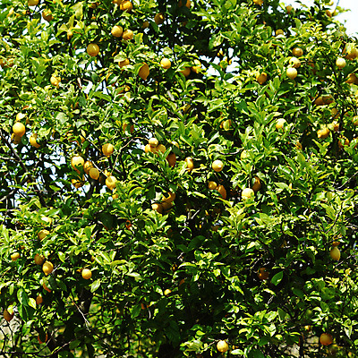 포토 JPG 해외이미지 나무 식물 음식 백그라운드 잎 밭 농업 과일 자연 귤 매달리기 건강 사람없음 초록색 물 농작물 햇빛 농장 노란색 우주 맑음 주스 수확 성장 나뭇가지 신선 소프트포커스 숲 다발 지중해 레몬 가득함 유기농 보케 라임 내추럴 블러 숙성 많음 카피스페이스 해외202004 해외202105 레몬나무 해외포토 자연요소 웰빙 산업 음료 바다 컬러 컨셉 모션 날씨 촬영기법 태양 공백 생태계 파일형식