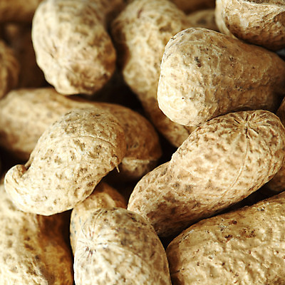 포토 JPG 해외이미지 실내 근접촬영 사람없음 가득함 땅콩 해외202004 해외202105 해외포토 뷰포인트 내부 견과류 파일형식