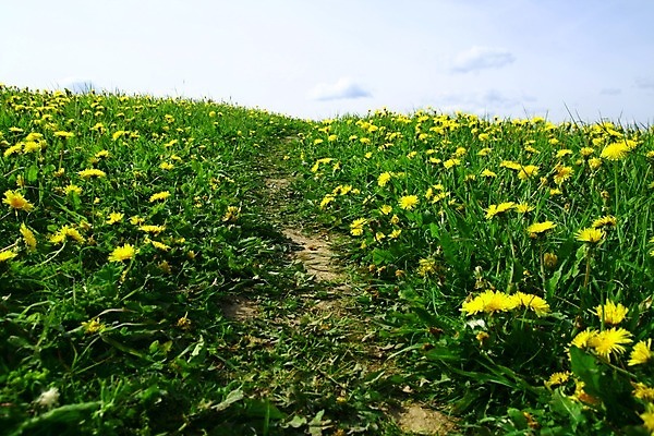 포토 JPG 해외이미지 식물 구름 계절 공원 꽃잎 꽃 행복 백그라운드 잎 꽃무늬 패턴 밭 농업 자연 벽지 하늘 풍경 초원 사람없음 야외 초록색 여름 파란색 컬러풀 태양 농장 노란색 우주 환경 정원 맑음 봄 벚꽃 흰색 시골 신선 닫기 민들레 장면 내추럴 해외202004 해외202105 해외포토 자연요소 공공시설 감정 산업 컬러 무늬 모션 날씨 생태계 파일형식