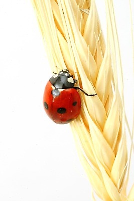 포토 JPG 해외이미지 식물 계절 행복 곤충 백그라운드 컨셉 자연 안테나 씨앗 사람없음 빨간색 컬러풀 노란색 환경 정원 봄 성장 흰색 신선 점 칼날 벌레 보호 낟알 발사 밀 허브 딱정벌레 묘사 생물학 무당벌레 내추럴 해외202004 해외202105 해외포토 동물 교육 감정 컬러 통신 곡류 생태계 파일형식