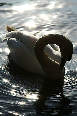 포토 JPG 해외이미지 동물 1 호수 자연 조류 사랑 사람없음 물 강 수영 침묵 흰색 황무지 우아함 깃털 백조 부드러움 파라다이스 해외202004 해외202105 해외포토 자연요소 감정 컬러 컨셉 소리 수상스포츠 감각 생태계 파일형식